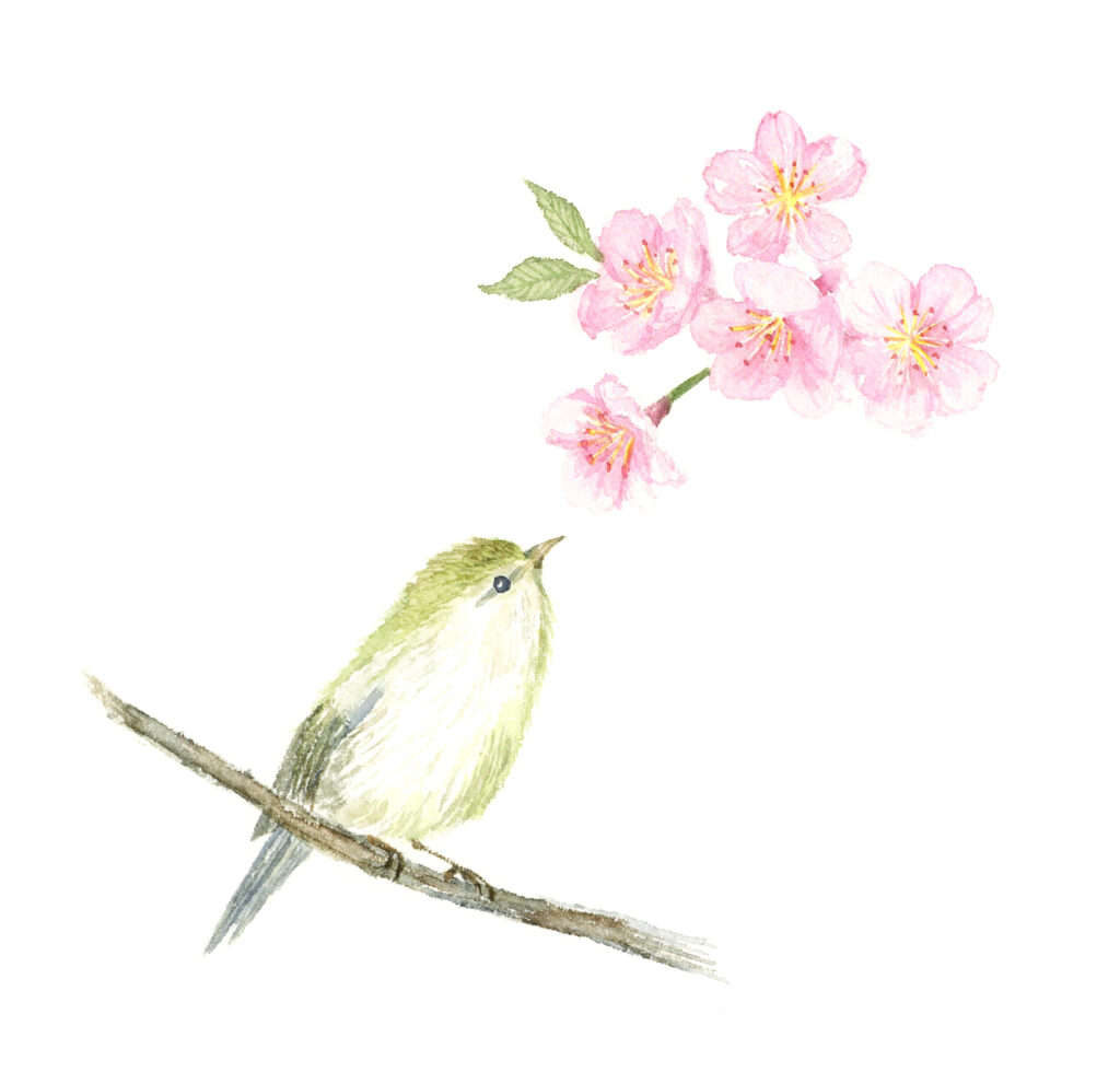 ウグイスと桜のイラスト